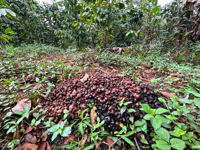 Exigen cafetaleros activar Comisión Nacional de Precios y frenar importaciones