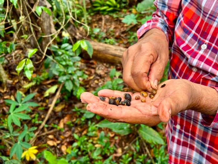 Productores de Coatepec acusan competencia desleal
