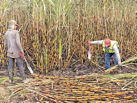 Amarillamiento de caña afecta 10 mil hectáreas en Veracruz