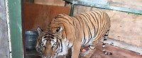 Muere tigre en UMA Citlaltépetl de Orizaba, realizan estudios para determinar la causa