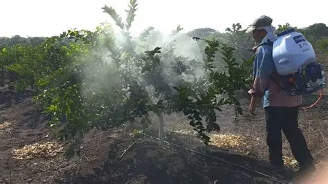 Modesto Velázquez: Citricultores fortalecen cuidados ante enfermedades del limón.