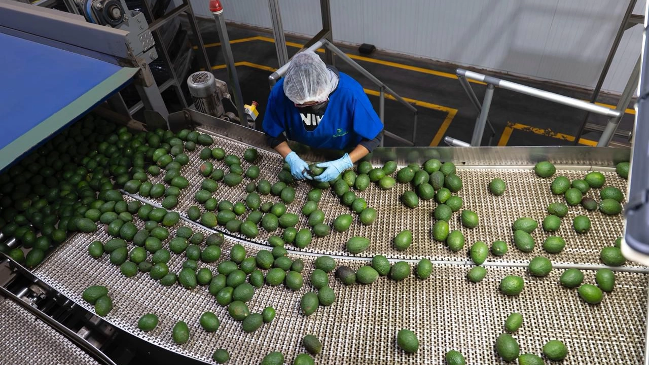 Michoacán concentra 28.2% de exportaciones agrícolas