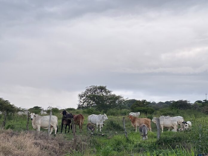 Aporta Veracruz la mayor fuerza jornalera y ganadera dentro del mapa agropecuario nacional: Inegi
